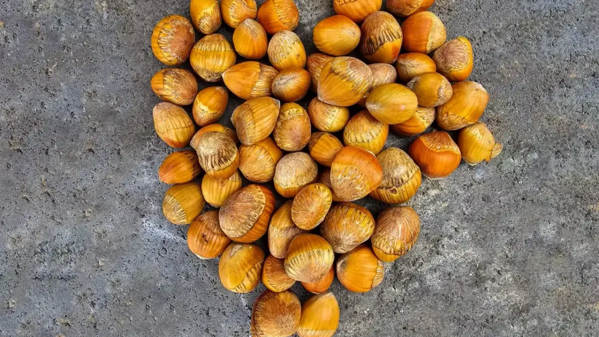Kuraklıkla mücadelede Türk fındığına yeni yol haritası!