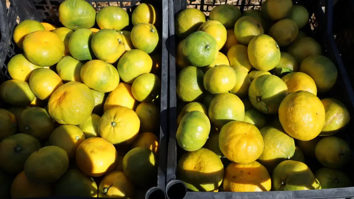 Satsuma mandalina hasat töreni İzmir'de gerçekleştirildi.