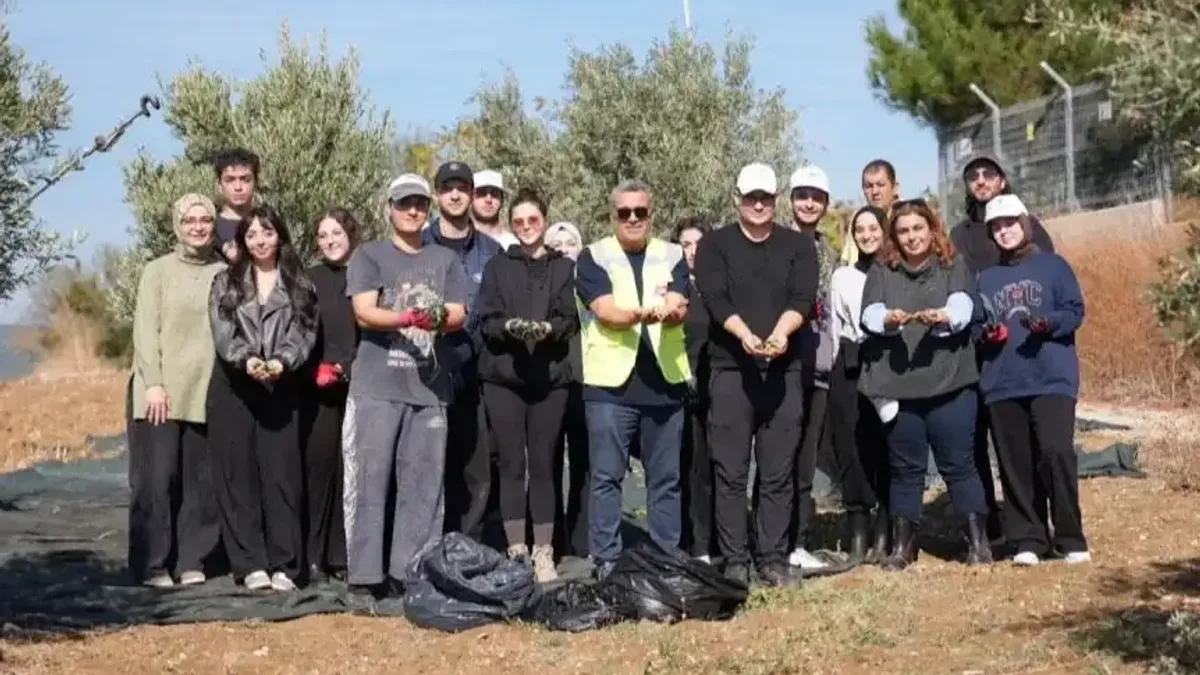Gençlerin zeytin hasadı yaptığı anlar.