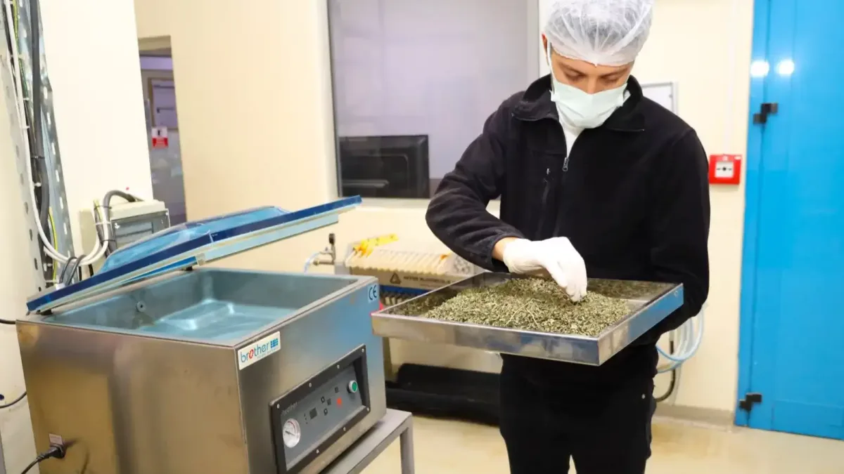 Ormanya'nın sunduğu tıbbi ve aromatik bitkisel ürünler.