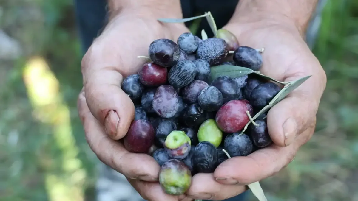 Artvin'de Butko zeytini hasadı sezonu açıldı.