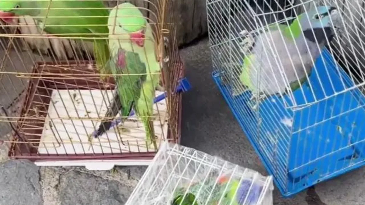 Eminönü’nde petshop denetimi... 39 papağan koruma altında