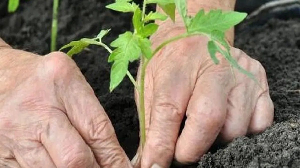 Alzheimer'da bahçeyle uğraşmak hastalığı yavaşlatabilir