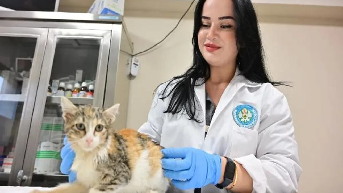 Manisa'da kısırlaştırılan kedi sayısı 3 bini geçti