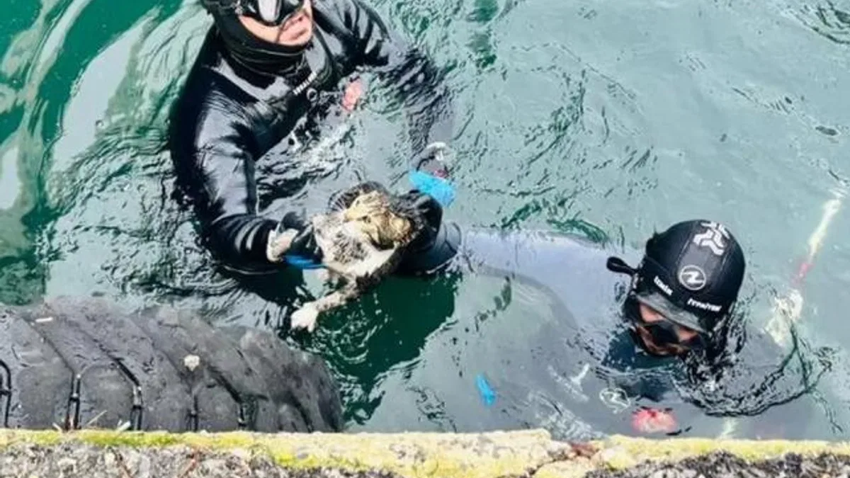İzmir'de iskele altında sıkışan kediyi itfaiye kurtardı