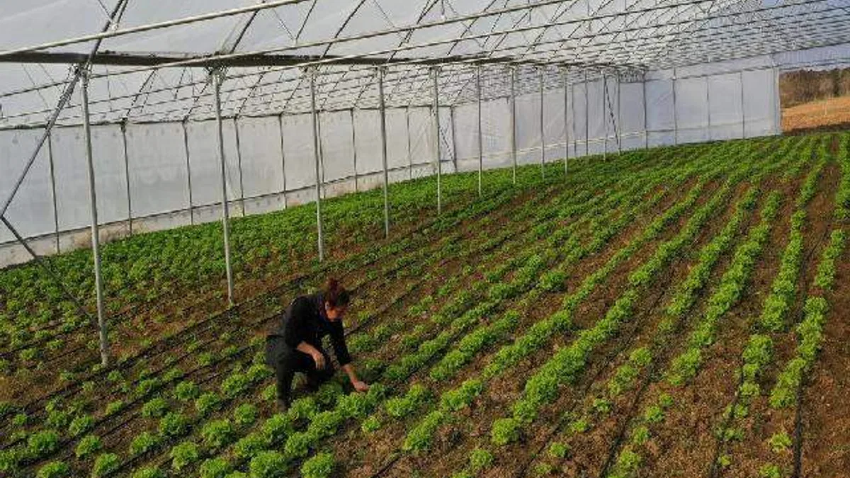Kocaeli Büyükşehir’den çiftçilere modern sera desteği