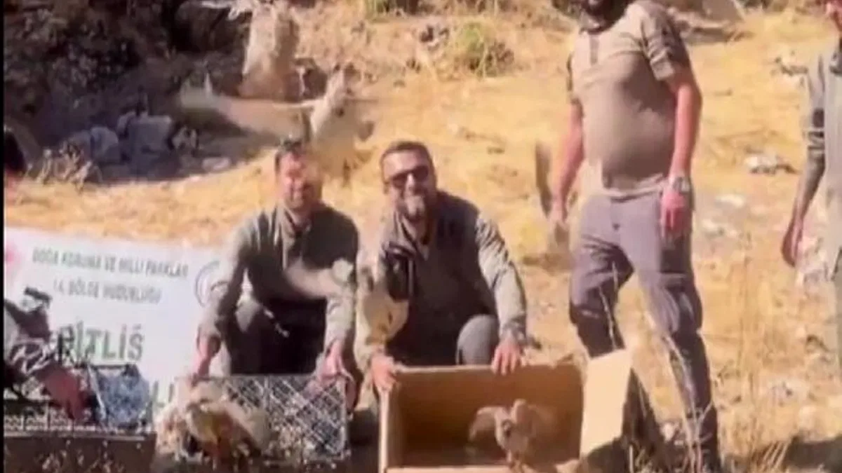 Bitlis’te keklik ticaretine darbe! 90 kınalı keklik doğaya salındı