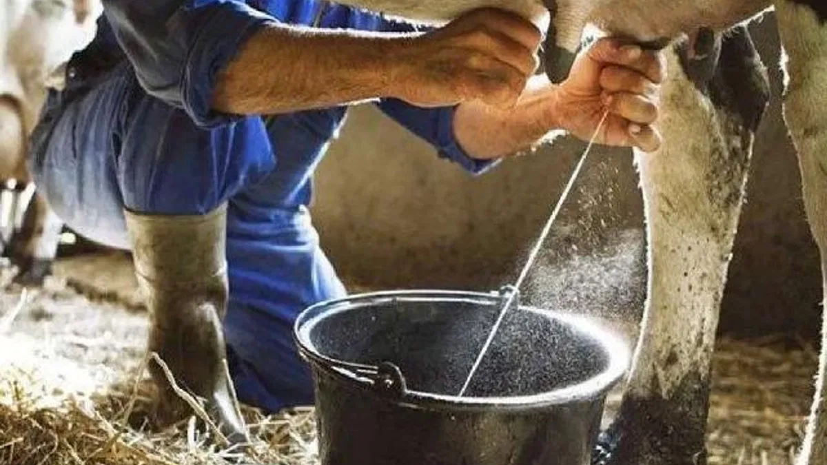 Çiğ inek sütünün sınıflandırılmasına ilişkin tebliğde değişiklik
