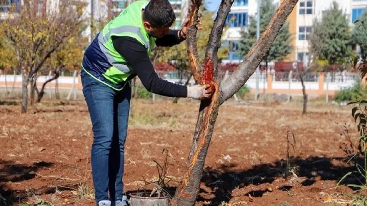 DBB özel yöntemlerle ağaçları tedavi ediyor