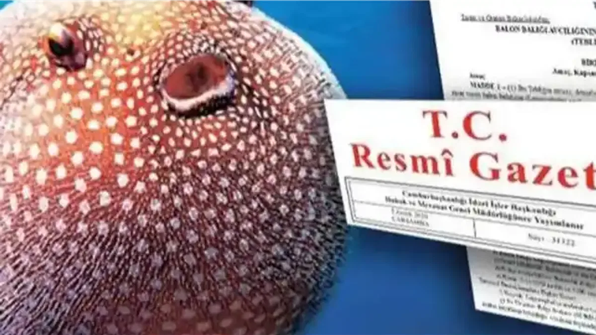 Balon Balığı avcılığı destekleri artırıldı... Zehirli türe destek 35 TL'ye yükseltildi