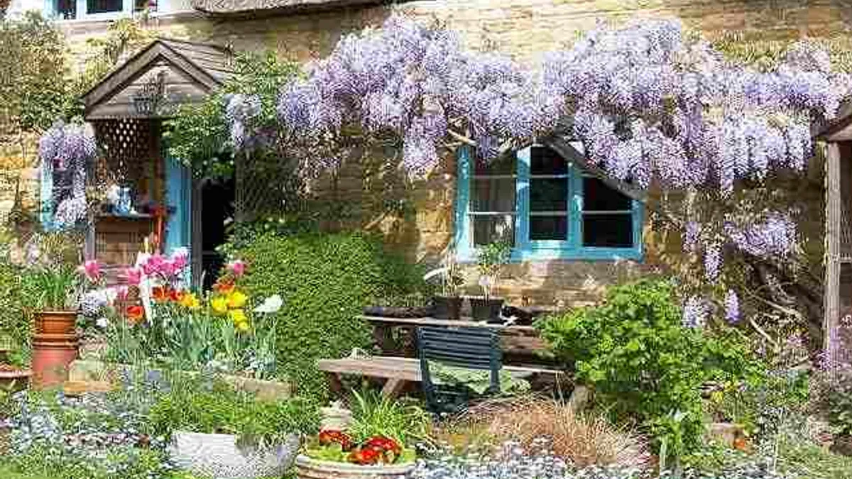 Peyzaj Tasarımında Mor Salkım (Wisteria)