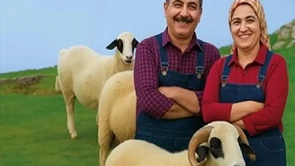 Denizli Büyükşehir’den üreticiye koyun ve koç desteği