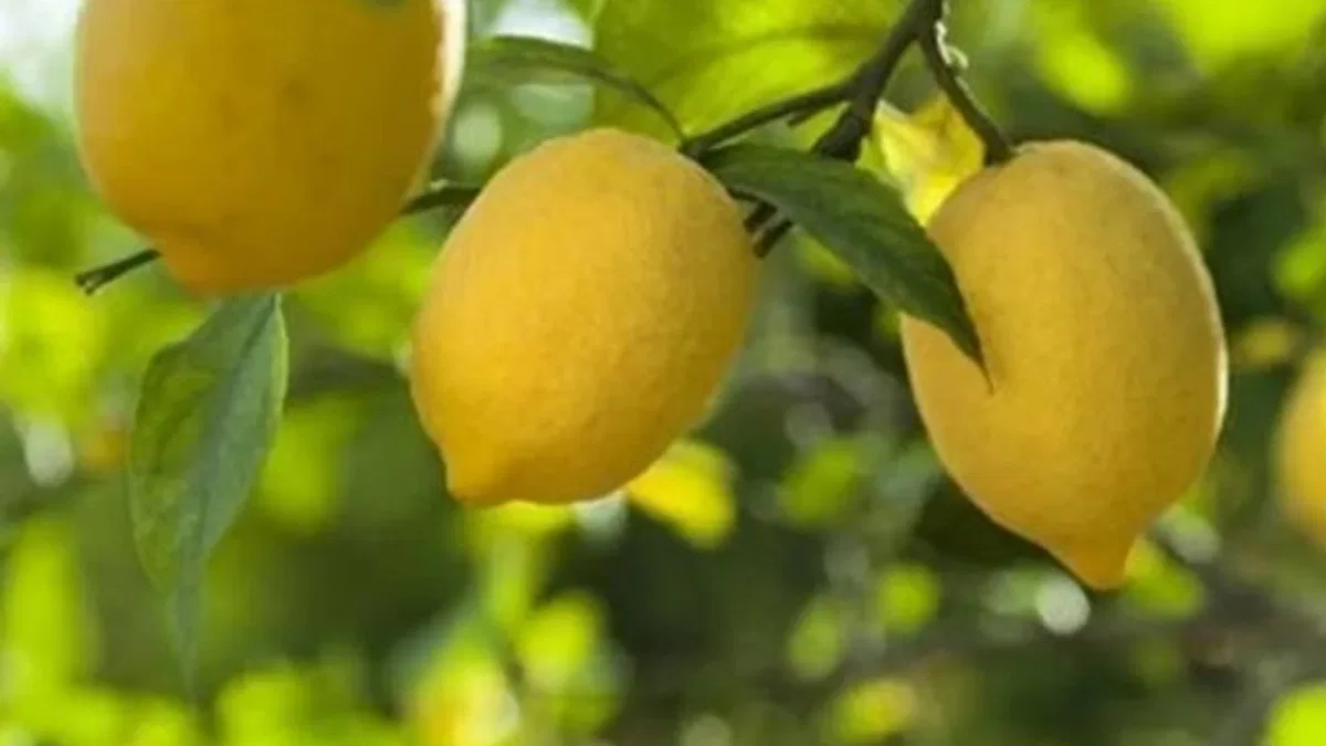 Limon ithalatına kapı açıldı! Limonda 'gümrük' yüzde 10'a düşürüldü