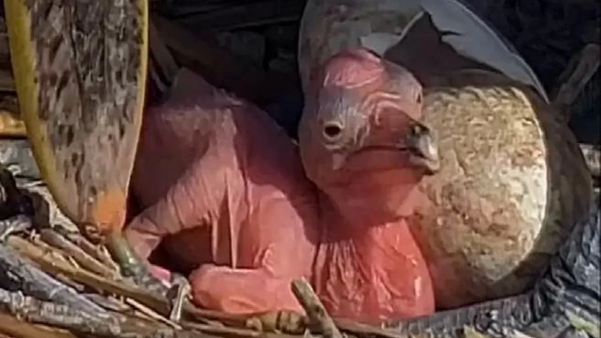 Manyas Kuş Cenneti’nde yeni hayat! Tepeli Pelikan yavruları yumurtadan çıktı