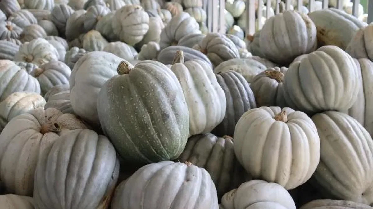 Kocaeli İzmit'te 8 tonluk yerli bal kabağı hasadı