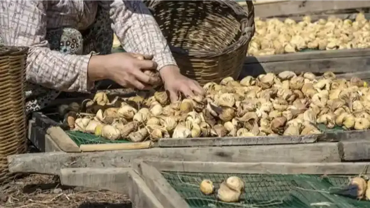 Kuru incirde Aydın'da büyük buluşma