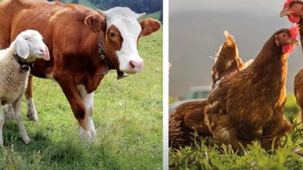 Hayvansal üretimde yükseliş... Sığırdan bala kadar artış var