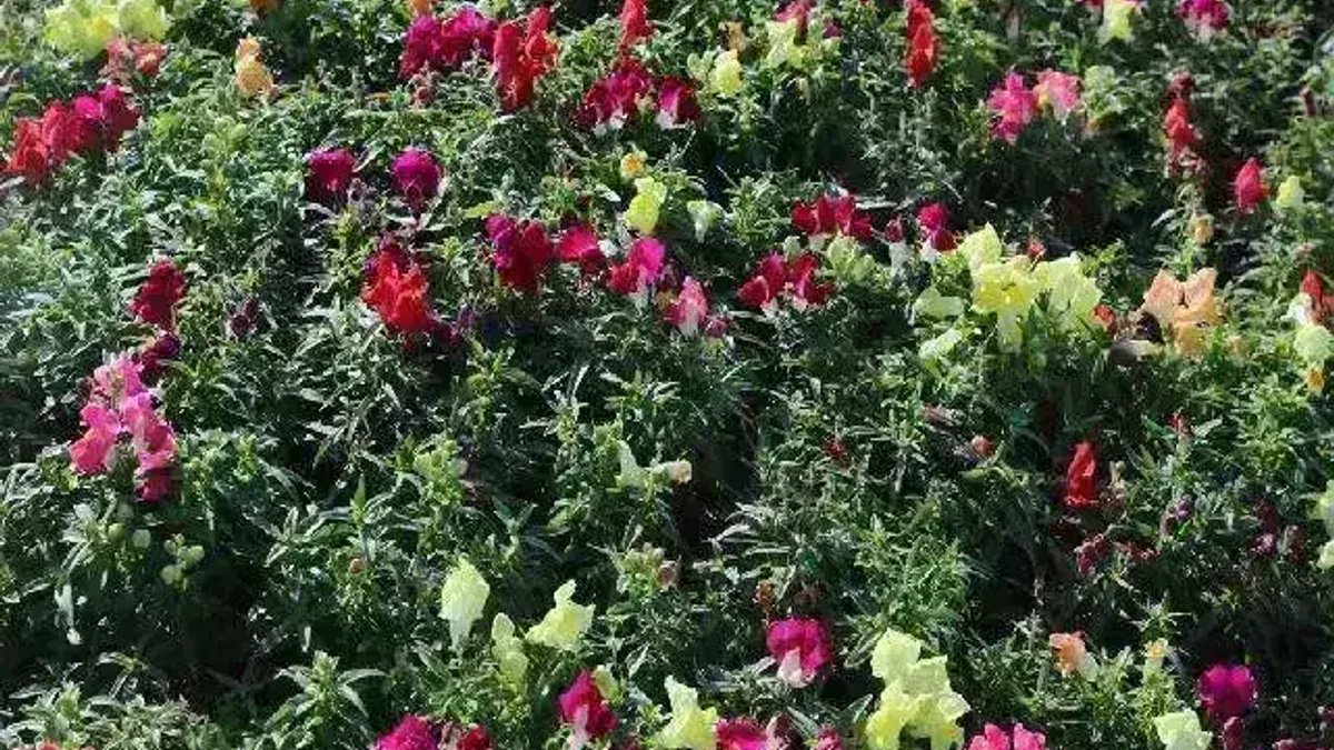 Antalya'da kışlık çiçeklerle rengarenk kent silüeti