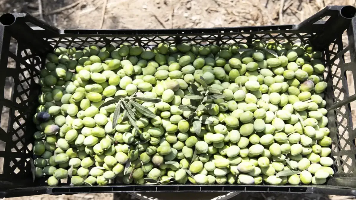 Mersin'de zeytin fidanı desteğiyle hasat sevincine ulaşıldı