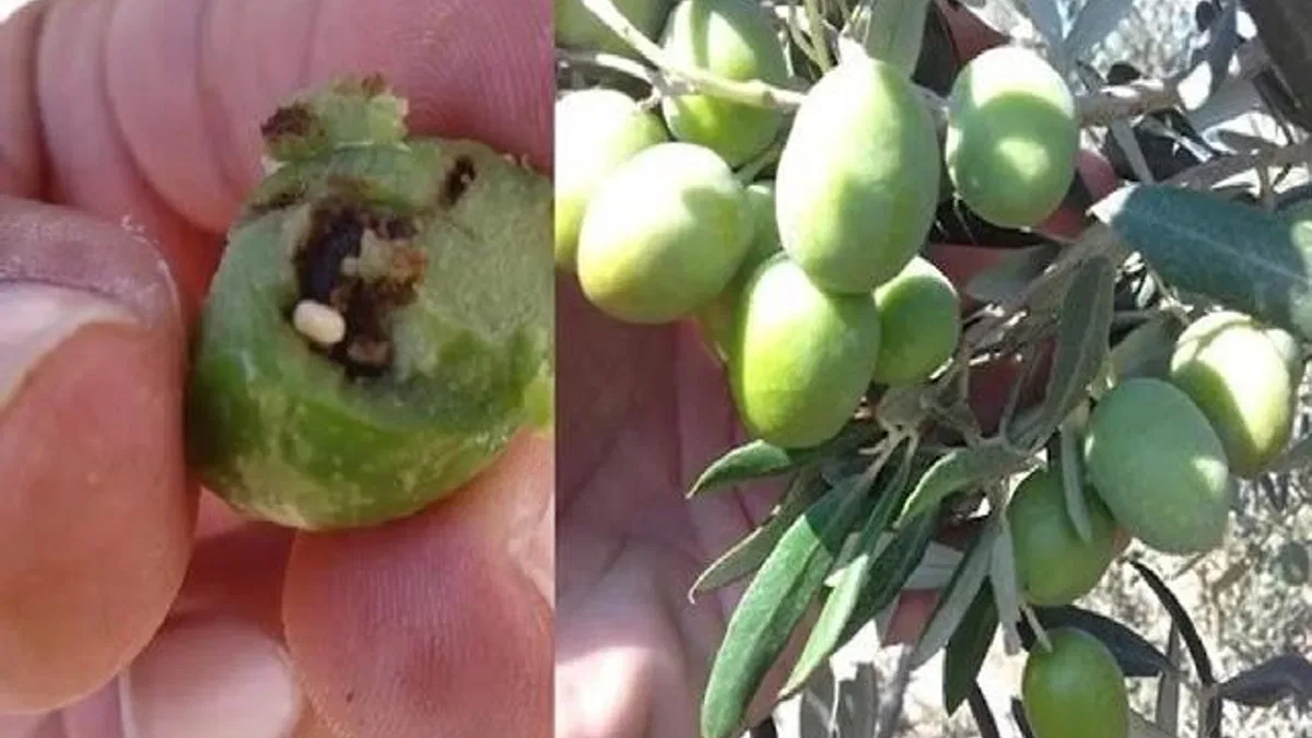 Bursa Mudanya'da zeytin üreticilerine takoz uyarısı