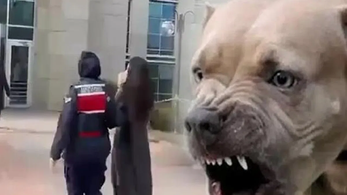 Etimesgut'ta pitbull dehşetinde yeni gelişme... Köpek sahibi tutuklandı!