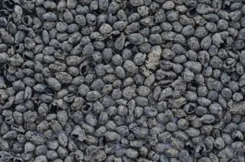 Yassıtepe kazılarında 5 bin yıllık ticaret ve kent yaşamı izleri bulundu