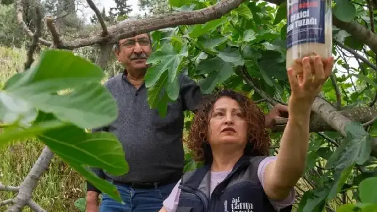 İncirde kalite kaybına karşı İzmir'de doğal mücadele