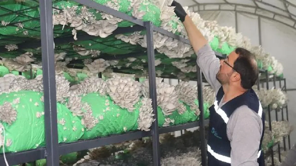 İzmit'ten 2,5 tonluk istiridye mantarı hasadı