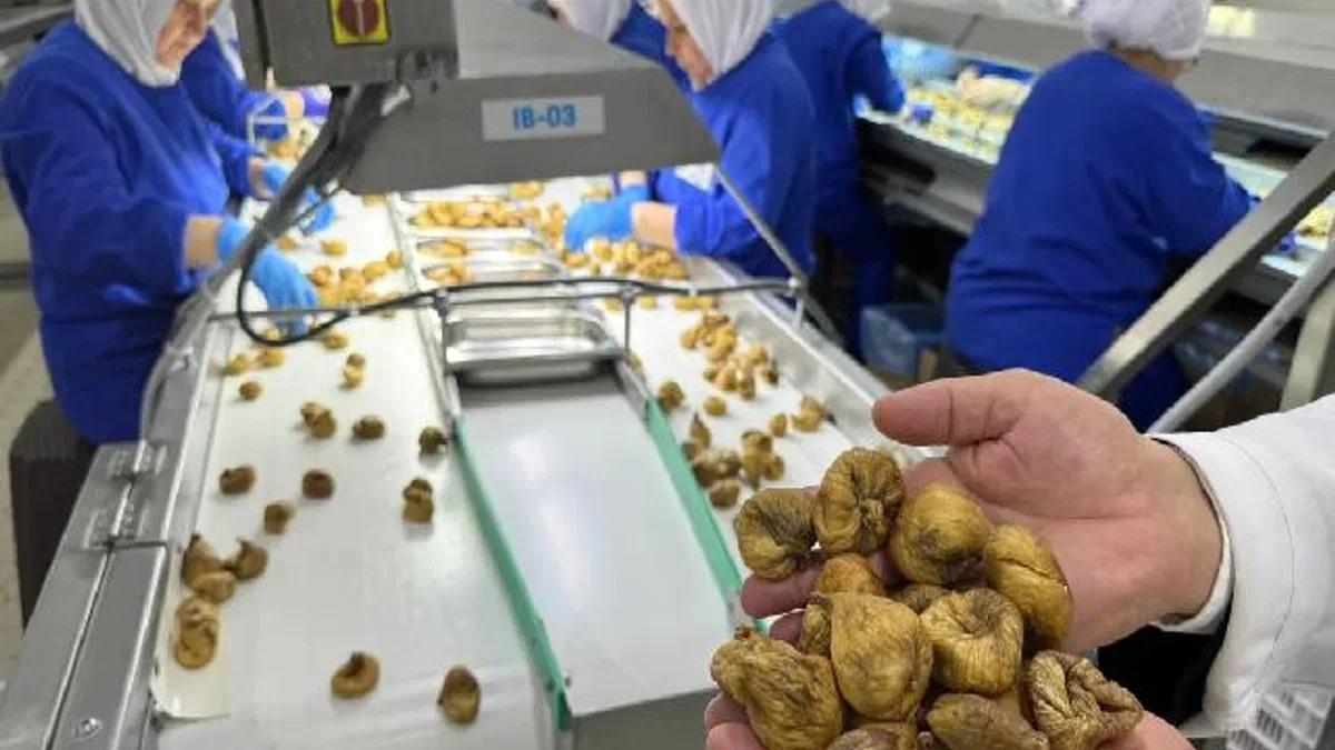 Kuru incir ihracatı 350 milyon doları aştı