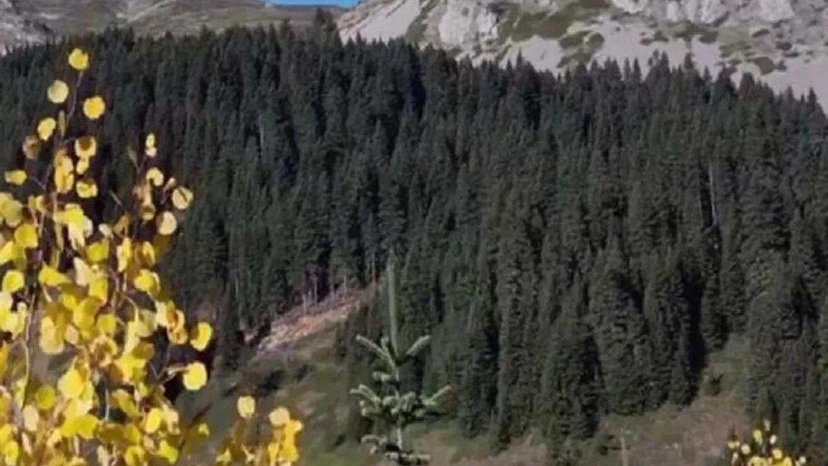 Ilgaz Dağı sonbaharda renk cümbüşü