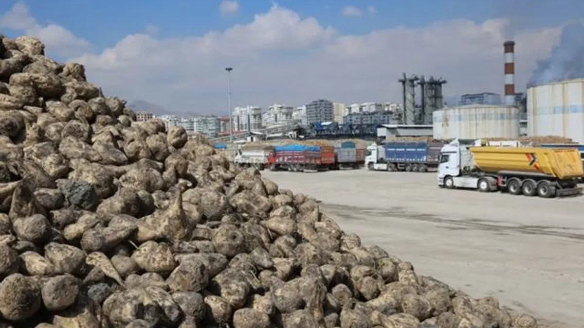 Üretici ortaklara pancar bedelleri ödeniyor