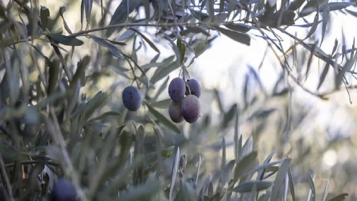 Mersin Büyükşehir’in fidanları üreticinin umudu oldu