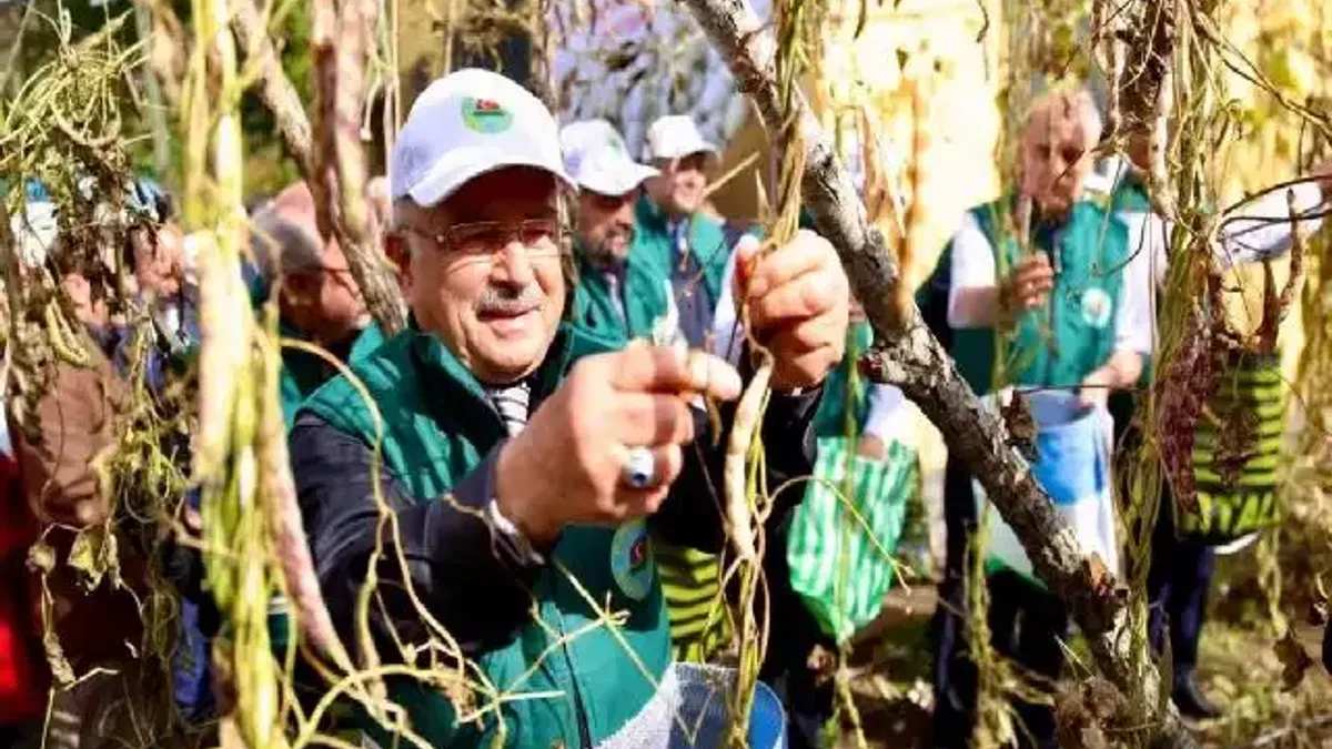 Ordu’da Akkuş fasulyesi markalaşıyor, hasat başladı