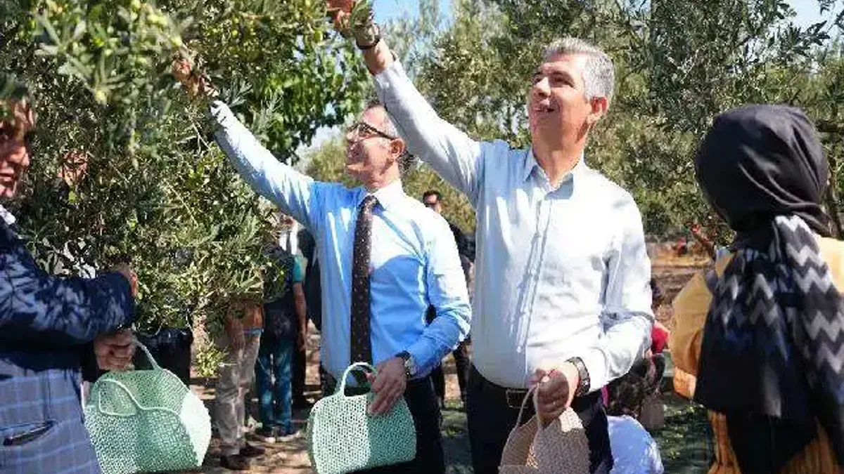 Manisa Soma’da zeytin hasadı şenliği
