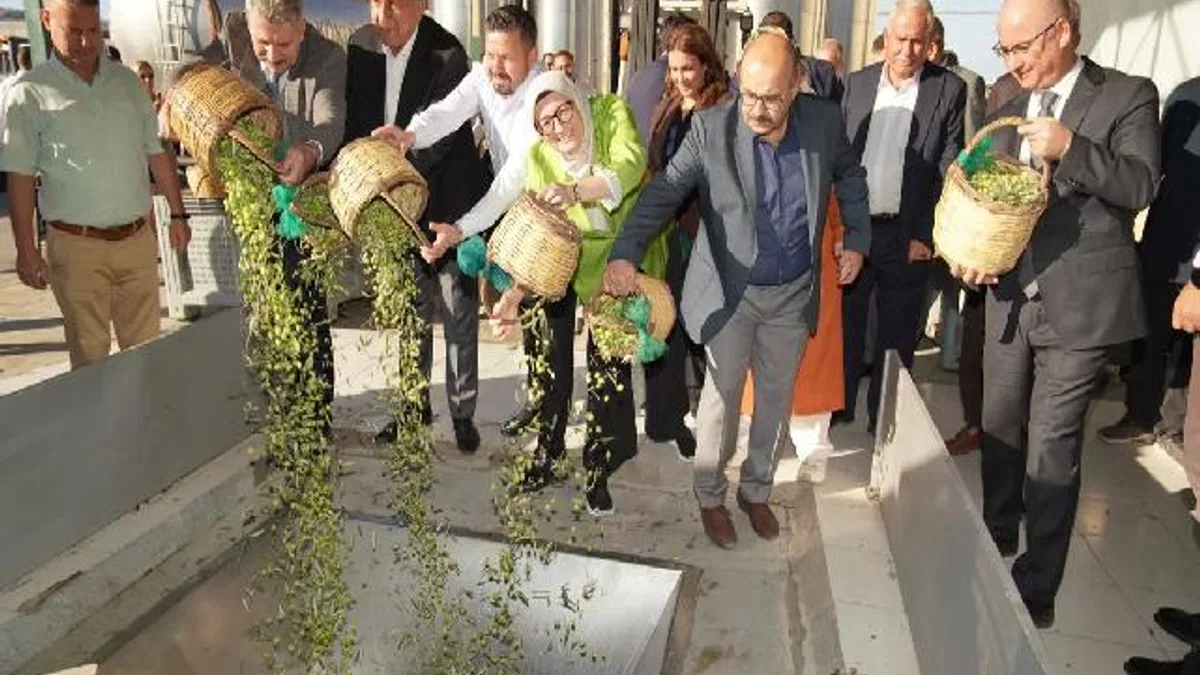 Ayvalık'ta yılın ilk zeytin hasadı yapıldı
