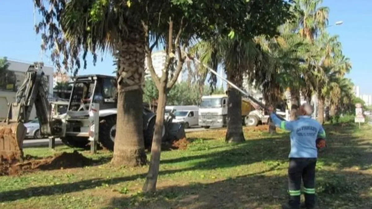 Adana Büyükşehir'den ağaç nakli