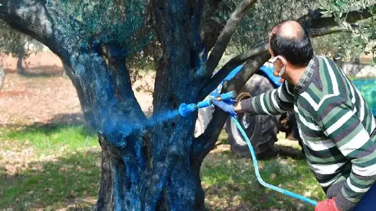 İzmir Büyükşehir zeytin üreticisine 'ilaç' oldu... İzmir kutsal ağaca 'ilaç' oldu