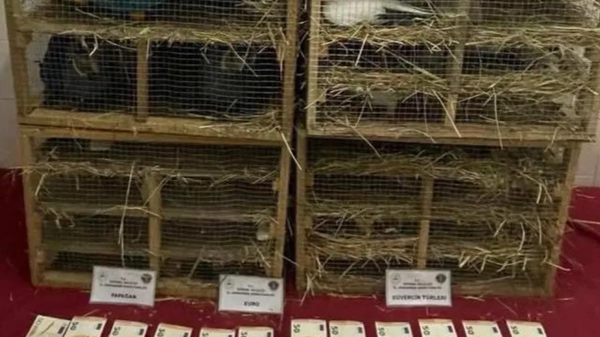 2025'te kaçak canlı hayvan ticareti darbe yedi... 85 bin 342 hayvan ele geçirildi