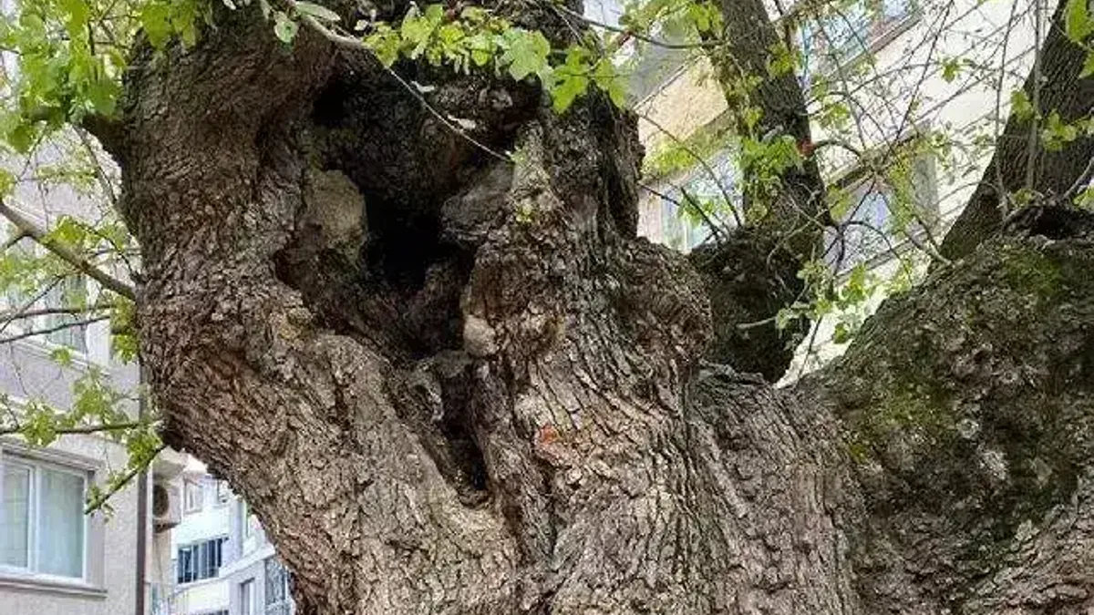 Bursa'da asırlık ağacın yaraları sarıldı