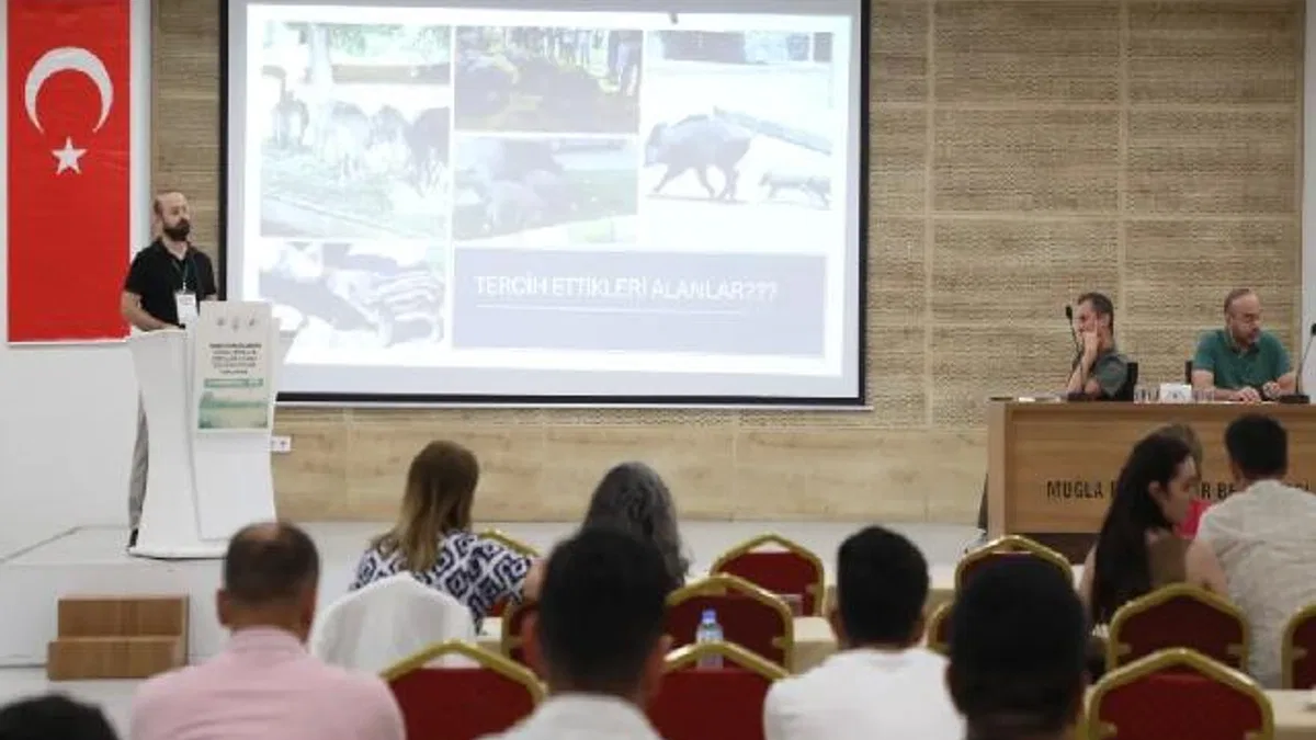 Muğla’da yaban domuzları gündemde