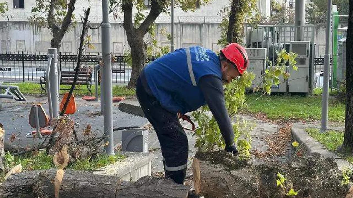İstanbul Bakırköy'de teke böceğine karşı etkin mücadele