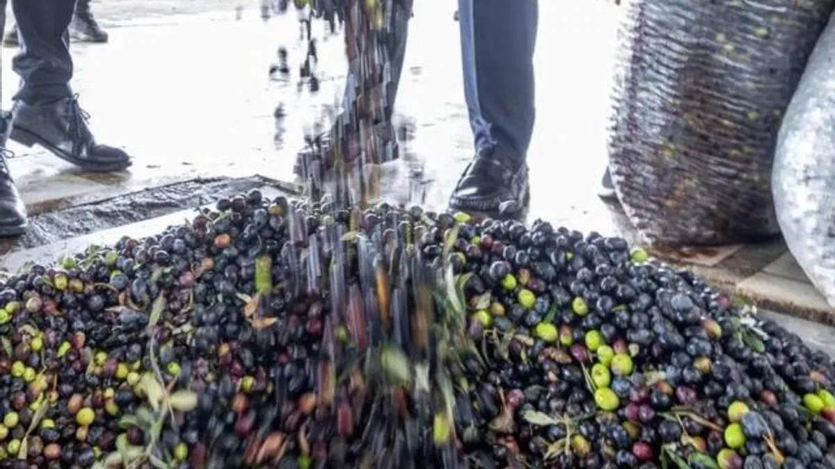 İzmir zeytini için dev adım... Zeytin ve zeytinyağı markalaşma yolunda