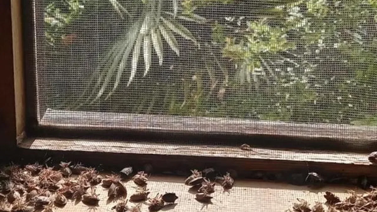 Sakaryalı akademisyenin feromonu esarete 'ilaç' oldu... Binlerce kokarcanın istila kabusunu TUTSAK'la bitirdi