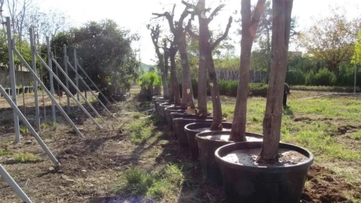 Adana'da kavşak çalışmalarında ağaçlara hassas dokunuş