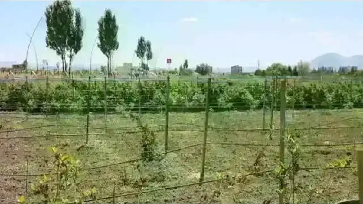 Kayseri Kocasinan'da 60 bin fideli tarımsal üretim