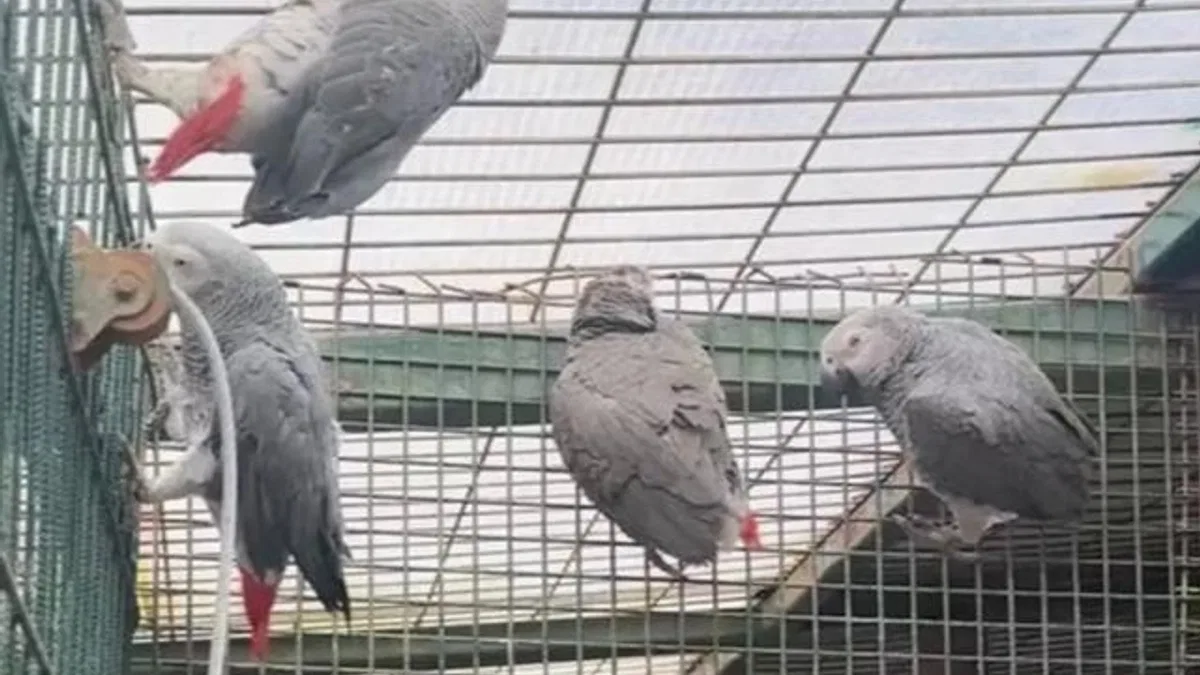 İstanbul'da kaçak yaban hayvanı operasyonu... 20 Afrika gri papağanına el konuldu