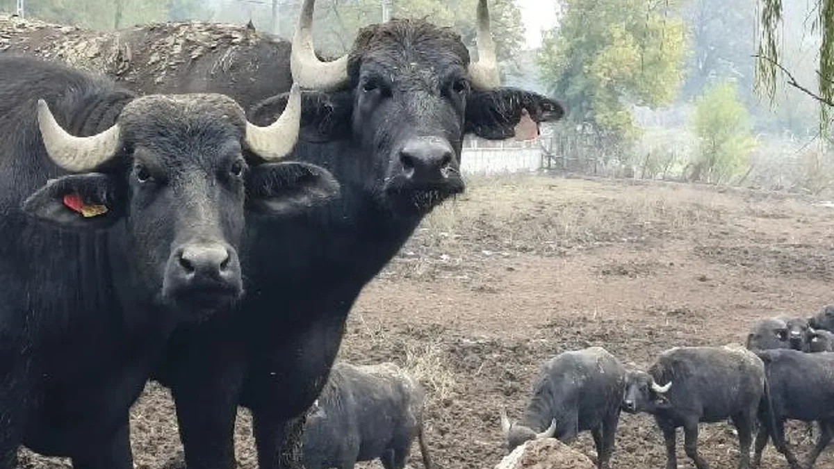 Kocaeli’de manda desteğiyle verim arttı