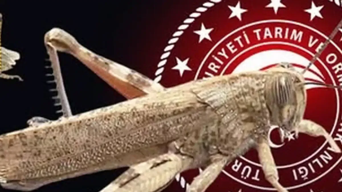 Bakanlıktan 'çekirge istilası' açıklaması... Ekonomik zarar oluşturan popülasyon yok