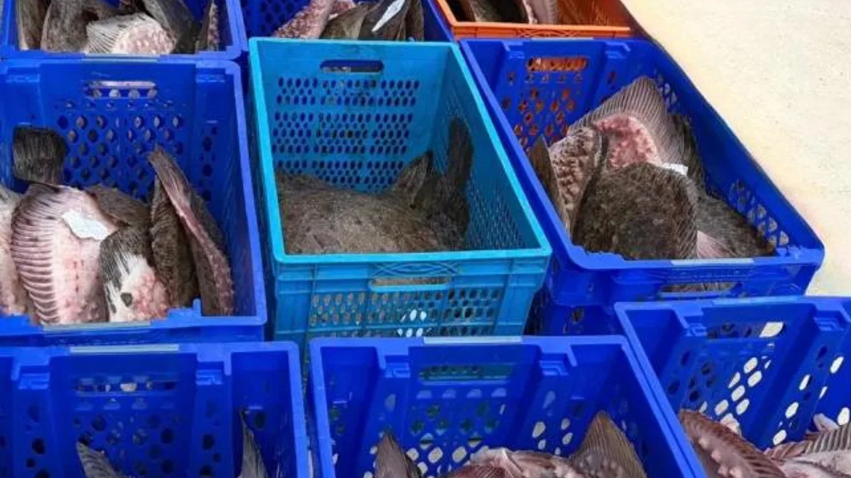 Yasadışı kalkan avcılığına müdahale! 169 balık Darülaceze'ye teslim edildi