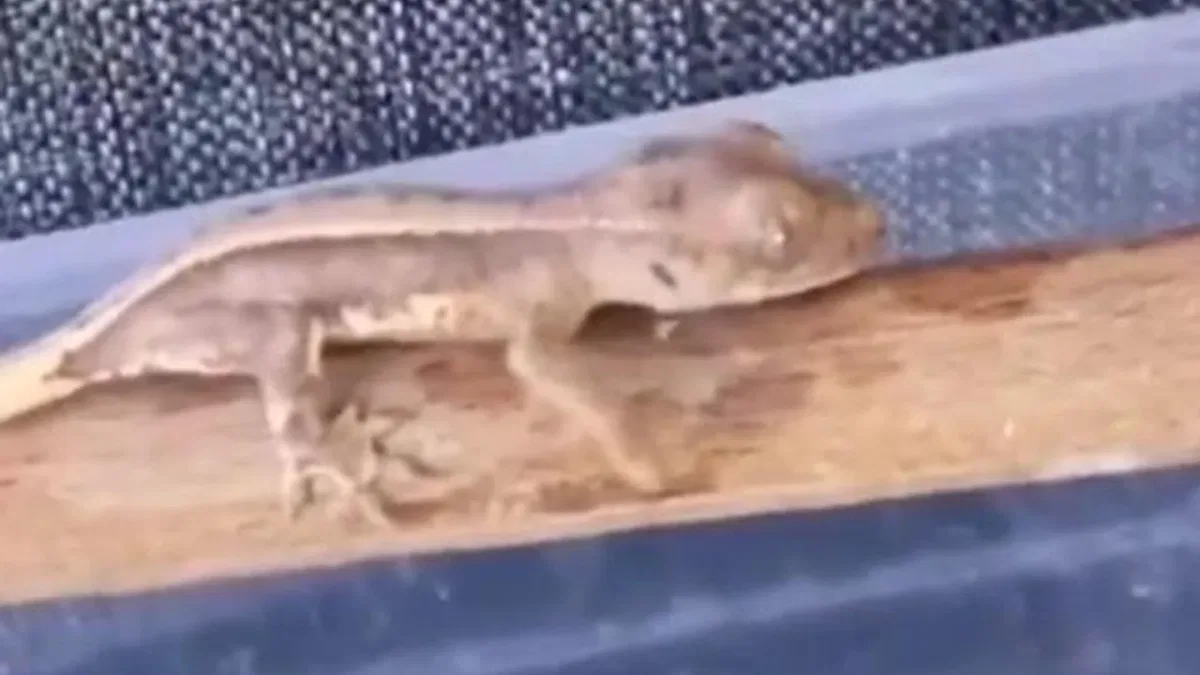 Burdur'da yasaklı yaban hayvanları ele geçirildi